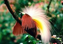 bird papua island