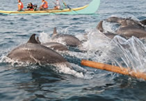 dolphin sumatera island