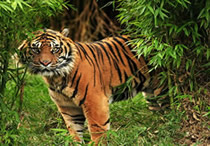 tiger sumatera island